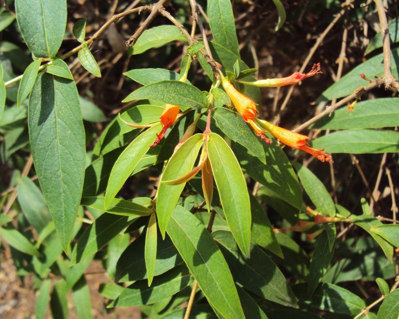 Cây Lâm phát. Woodfordia fruticosa - Cây Thuốc Nam Quanh Ta